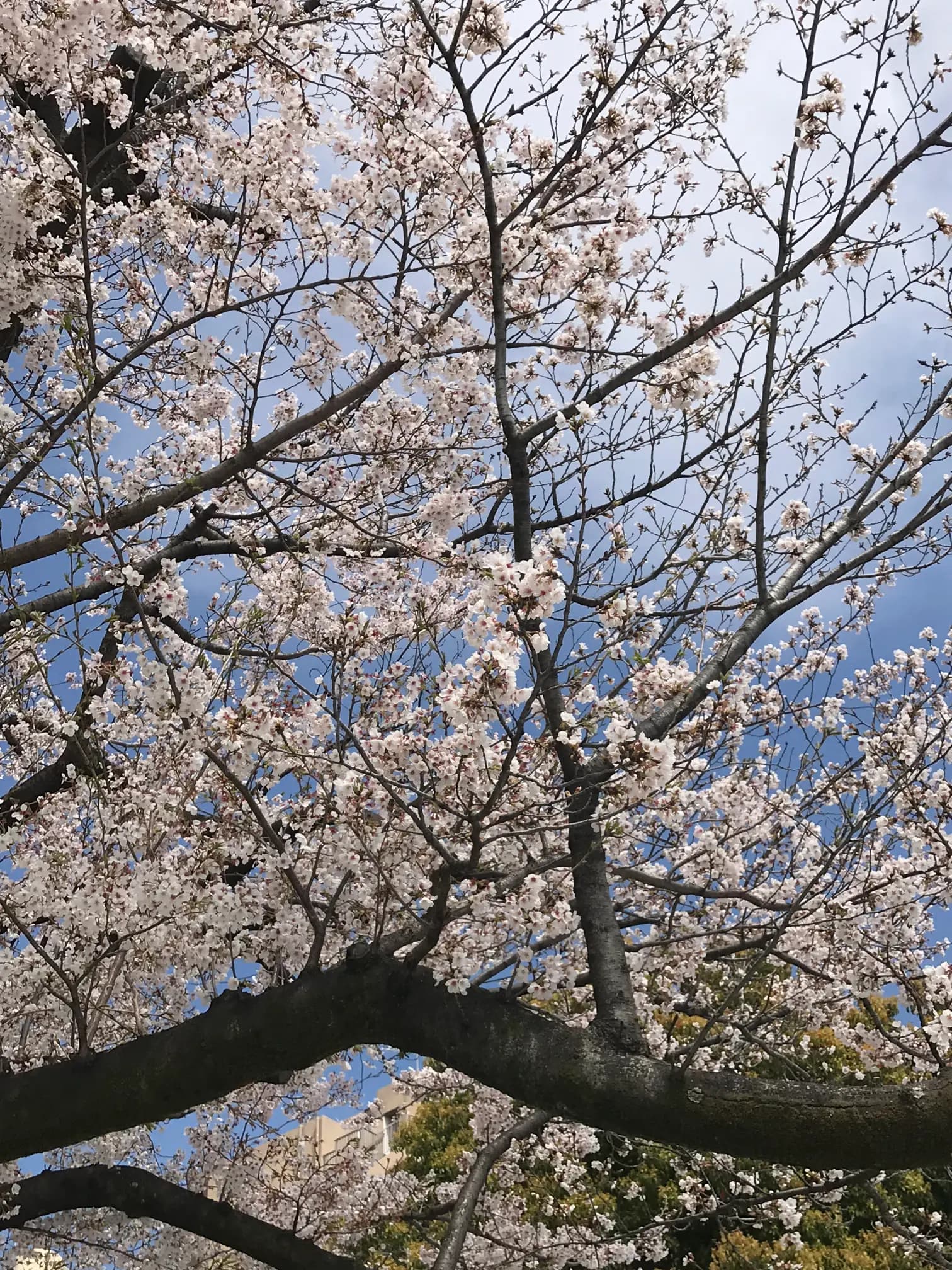 Grand arrangement de sakura blanc