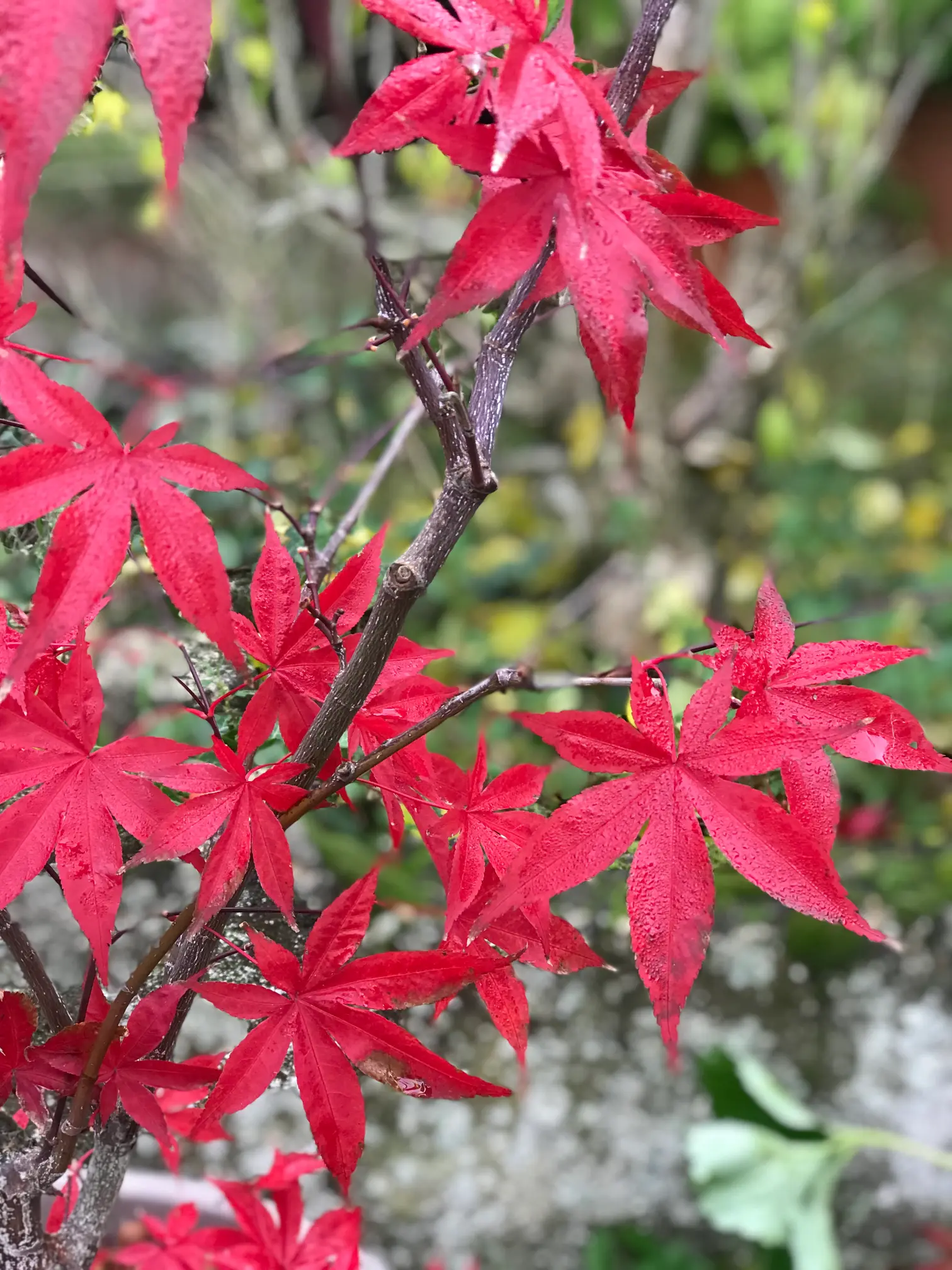 Fleur rouge passionnée