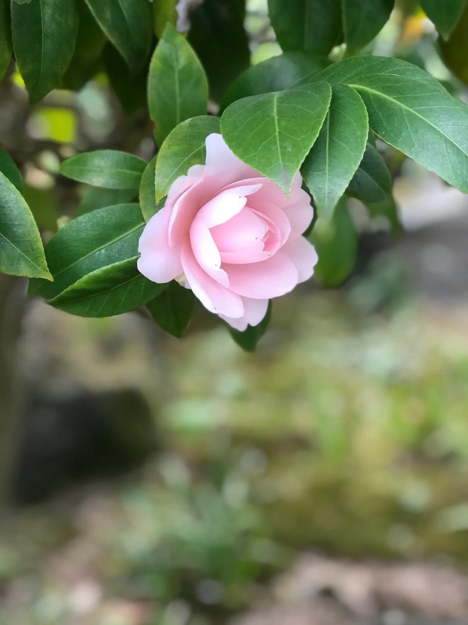 Rose classique
